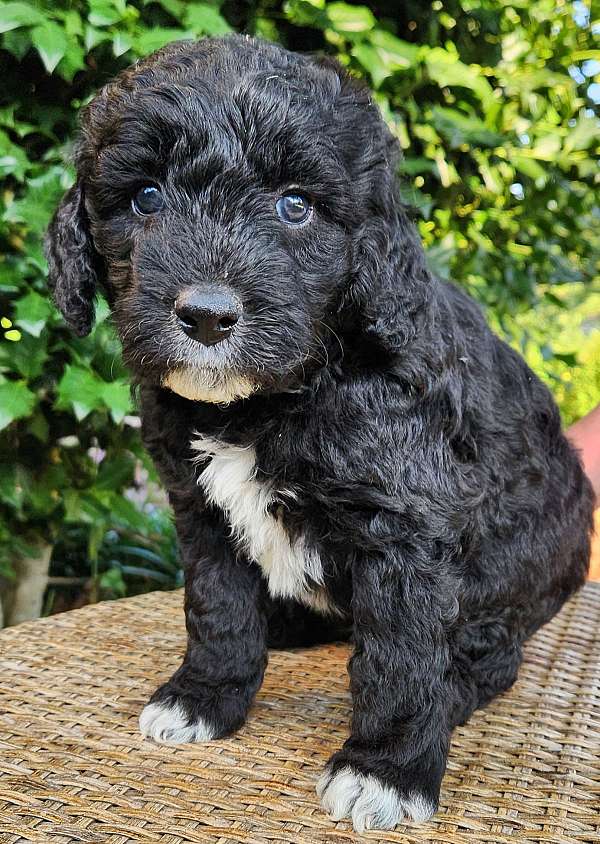 tri-colored-standard-aussiedoodle