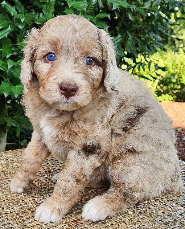 standard-merle-aussiedoodle