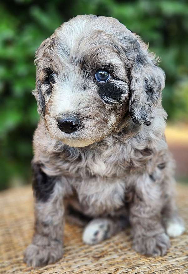 tennessee-aussiedoodle