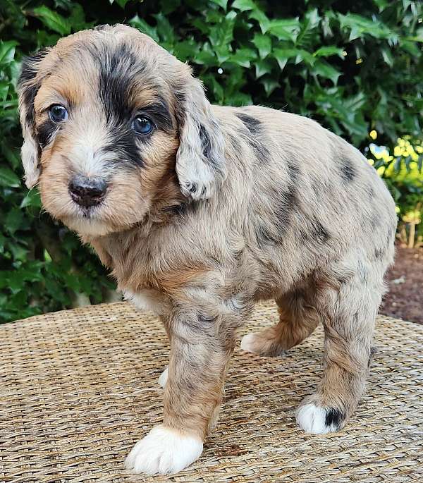 merle-aussiedoodle