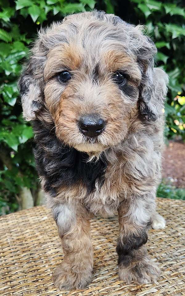 merle-aussiedoodle