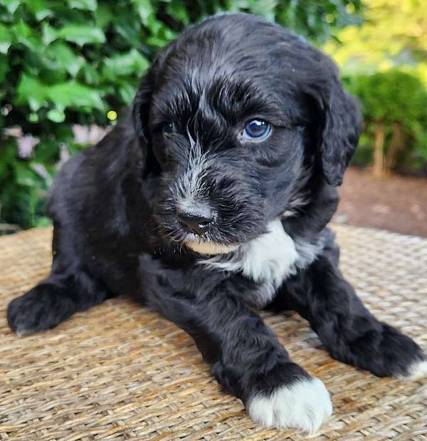 standard-tri-colored-aussiedoodle