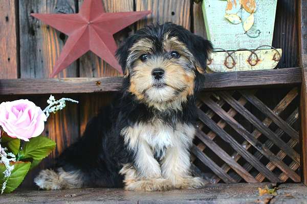 female-yorkshire-terrier-puppy