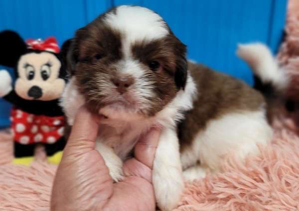 hypoallergenic-shih-tzu