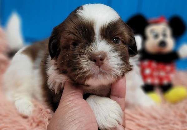 standard-liver-shih-tzu