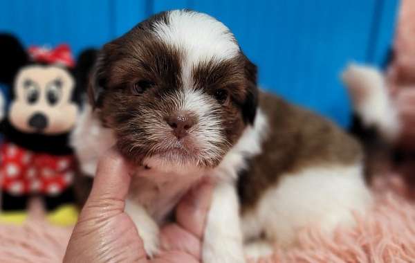 liver-shih-tzu