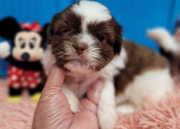 liver-hypoallergenic-shih-tzu