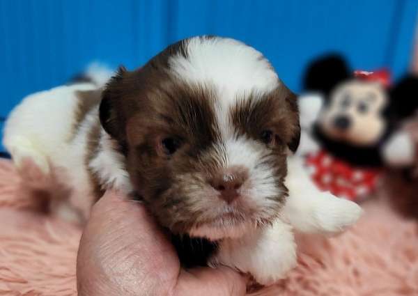 male-liver-hypoallergenic-shih-tzu