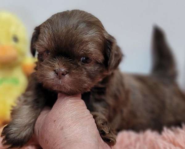 chocolate-standard-shih-tzu