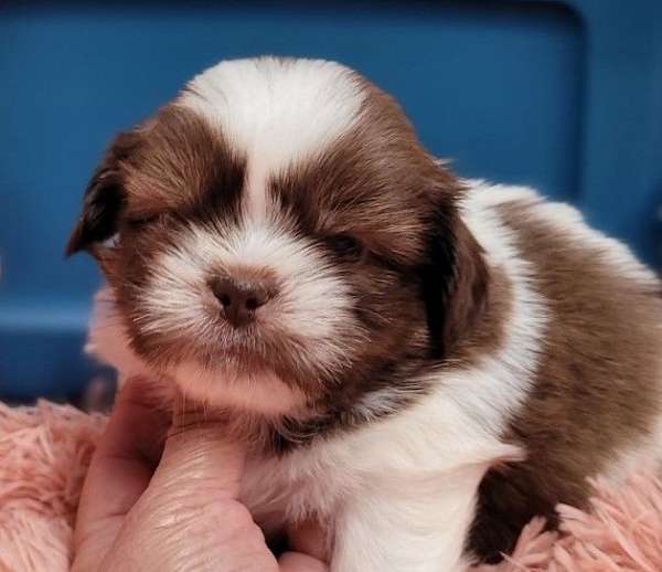 hypoallergenic-shih-tzu