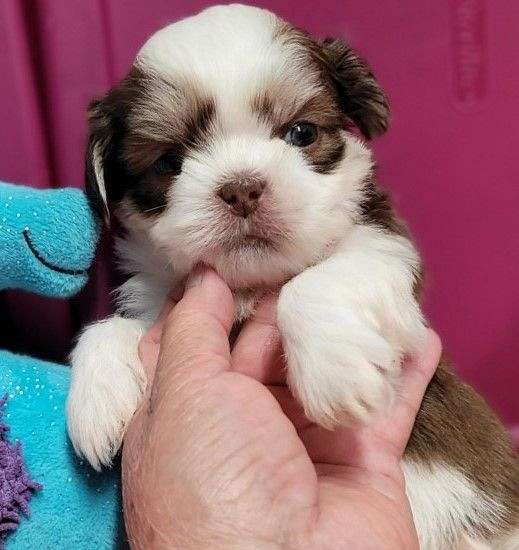 male-dark-brown-hypoallergenic-shih-tzu