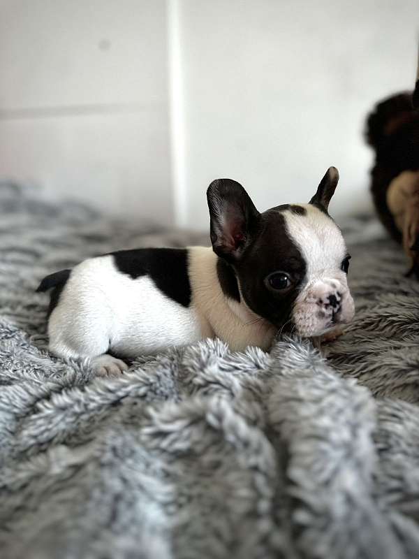 short-haired-french-bulldog