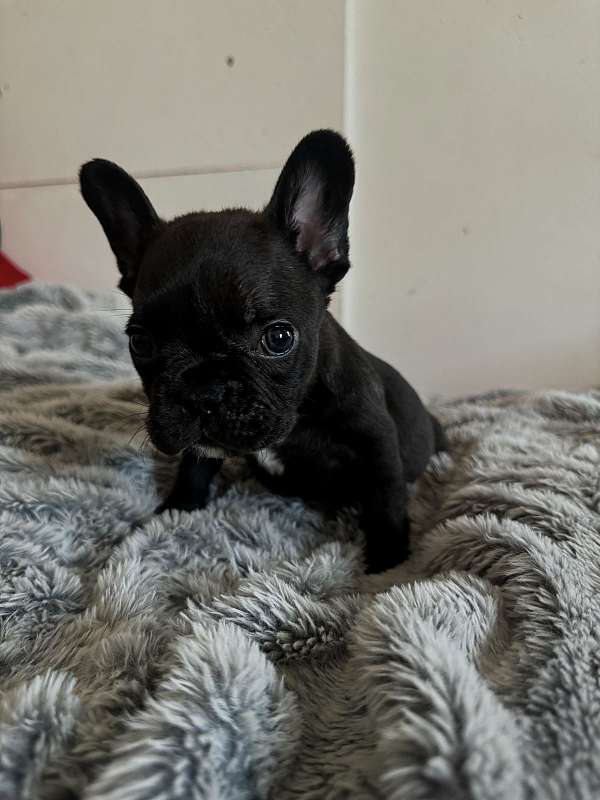 short-haired-french-bulldog