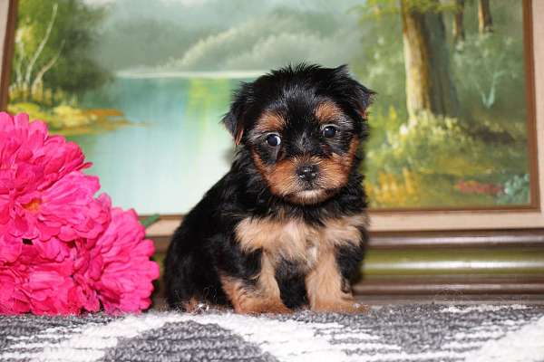 female-yorkshire-terrier-puppy