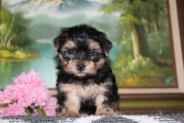 female-yorkshire-terrier-puppy