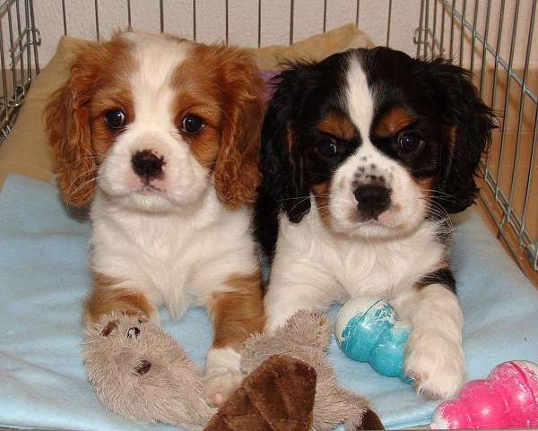 long-haired-cavalier-king-charles-spaniel