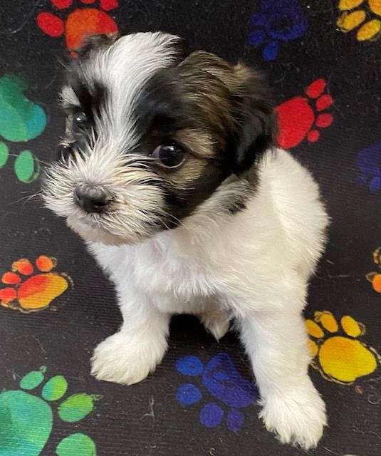 small-biscuit-white-havanese