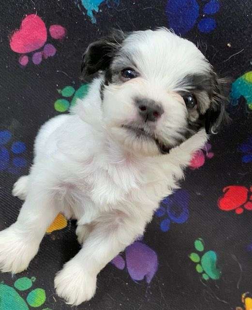 female-black-cream-hypoallergenic-havanese