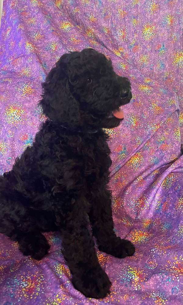 hypoallergenic-standard-poodle