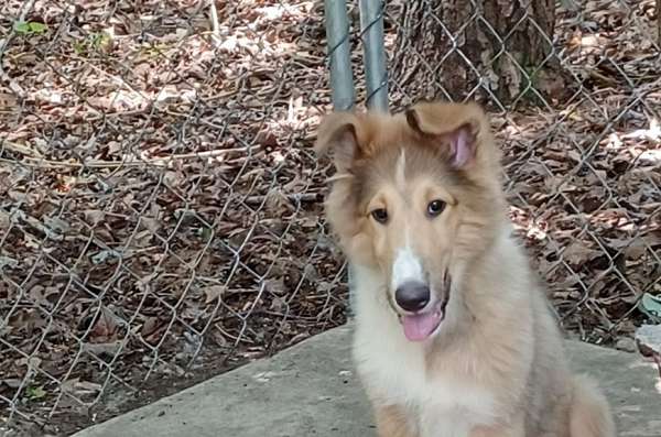 long-haired-rough-collie-puppy