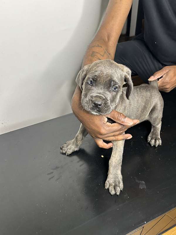 female-cane-corso-puppy