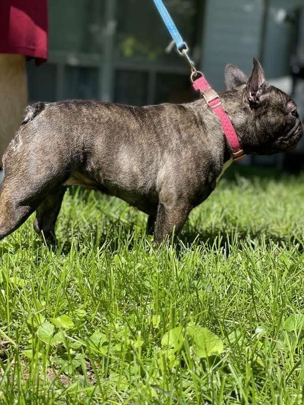 female-french-bulldog