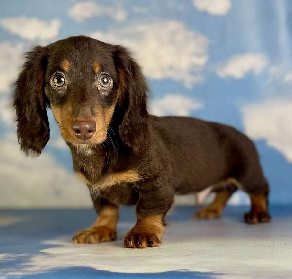 male-dachshund-puppy