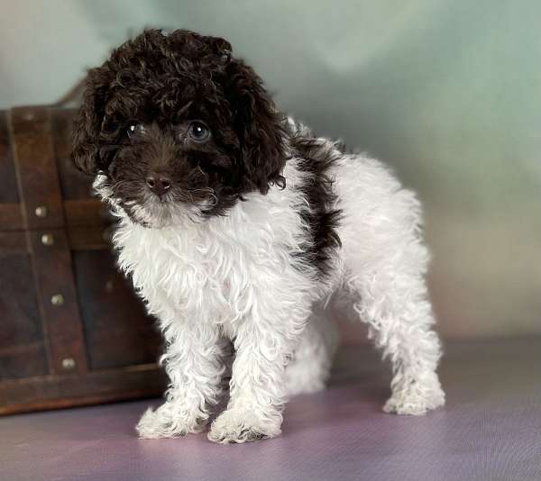 female-miniature-poodle-puppy