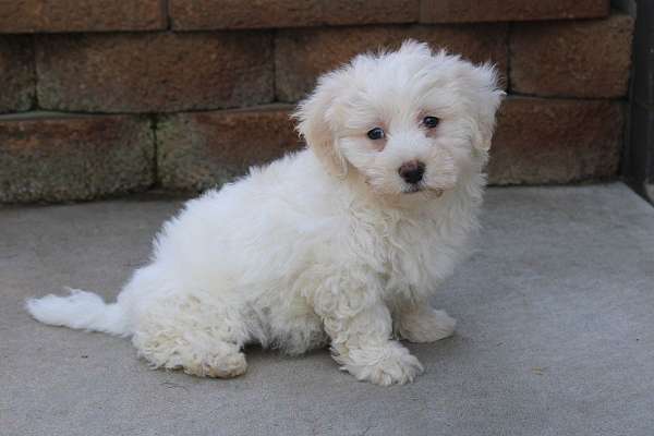 female-bichon-frise-puppy