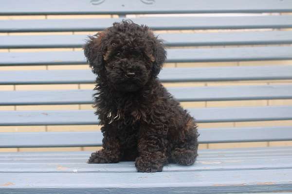 female-miniature-poodle-puppy