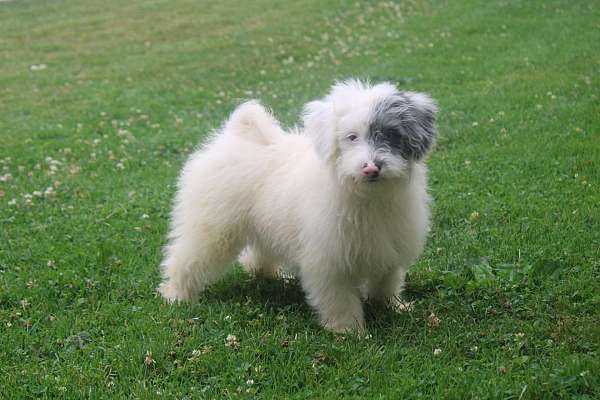 male-pomeranian-poodle-puppy