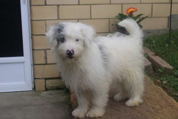 male-pomeranian-poodle