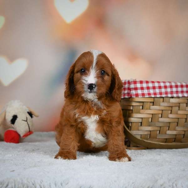 male-cavapoo-puppy