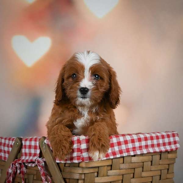 female-cavapoo-puppy