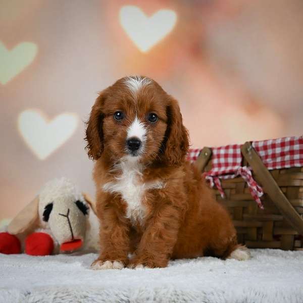 female-cavapoo-puppy