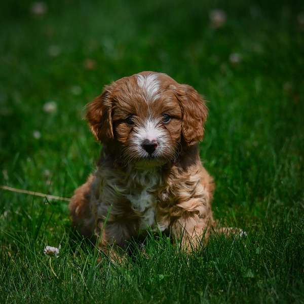 male-cavapoo-puppy