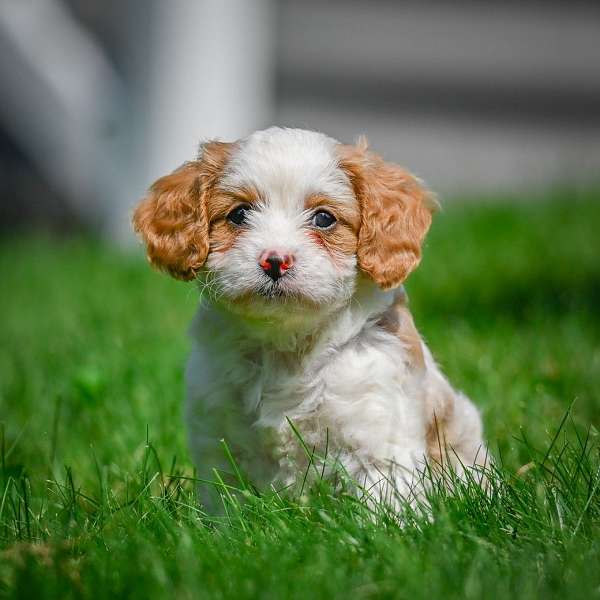 male-cavapoo-puppy