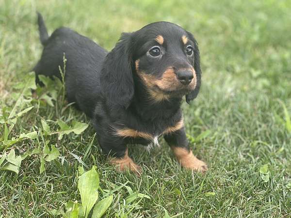 female-dachshund-puppy