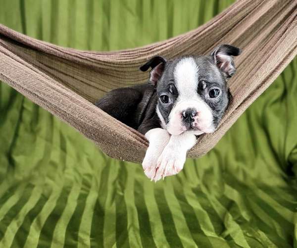 male-boston-terrier-puppy