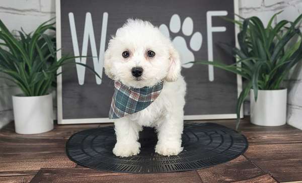 male-bichon-frise-puppy