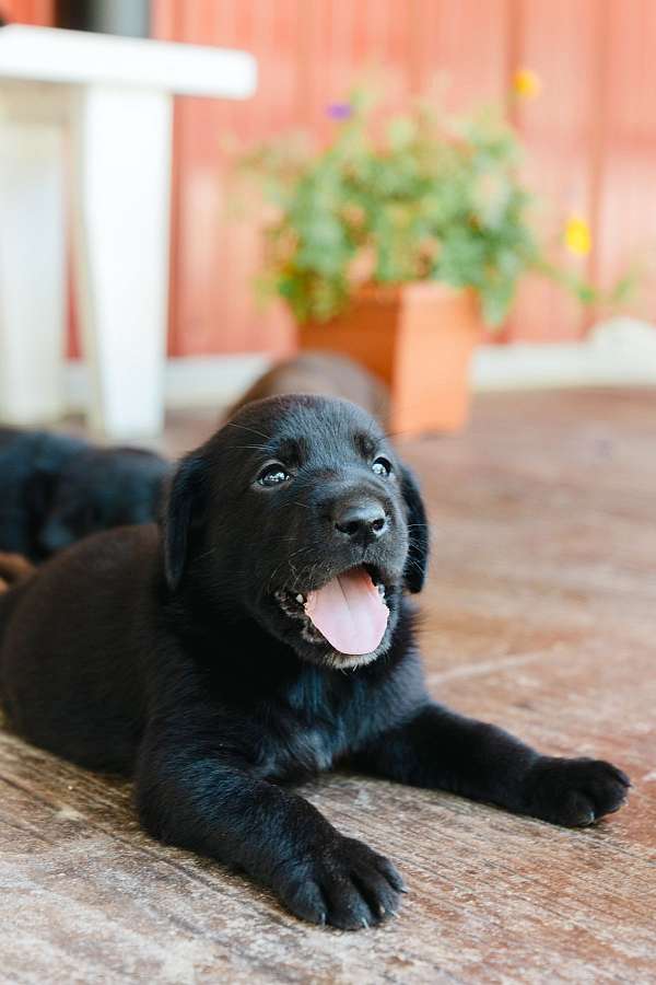 black-labrador-retriever