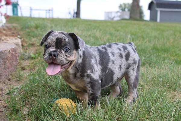 male-french-bulldog