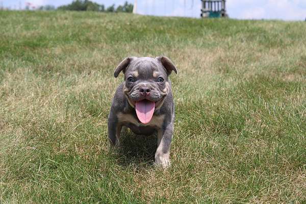 male-french-bulldog