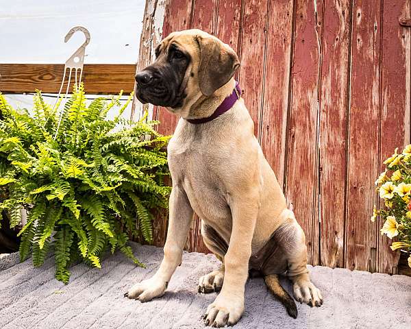 family-raised-english-mastiff