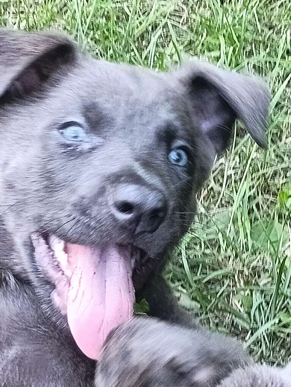 black-dutch-shepherd