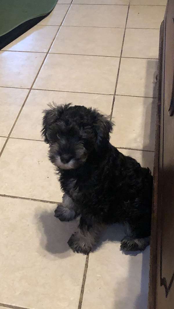 female-miniature-schnauzer-puppy