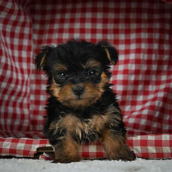 adorable-yorkipoo-yorkipoo