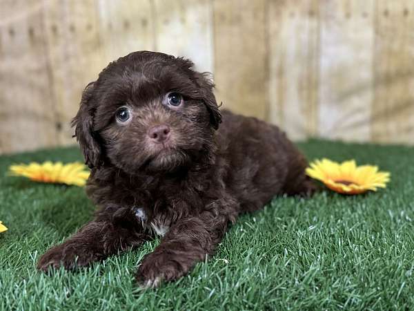 female-shih-poo-puppy