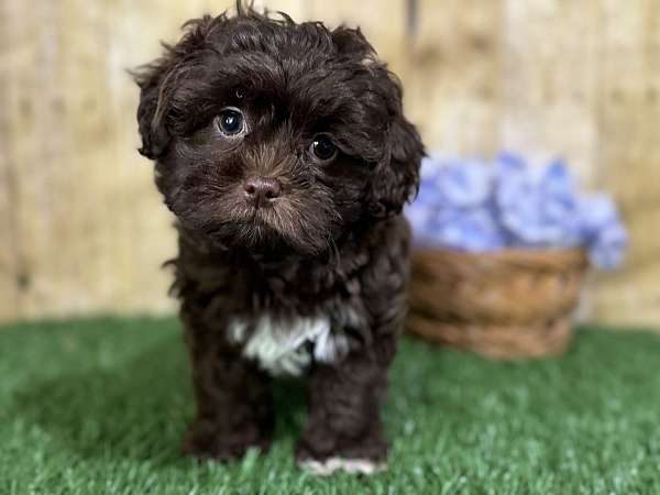 female-shih-poo-puppy