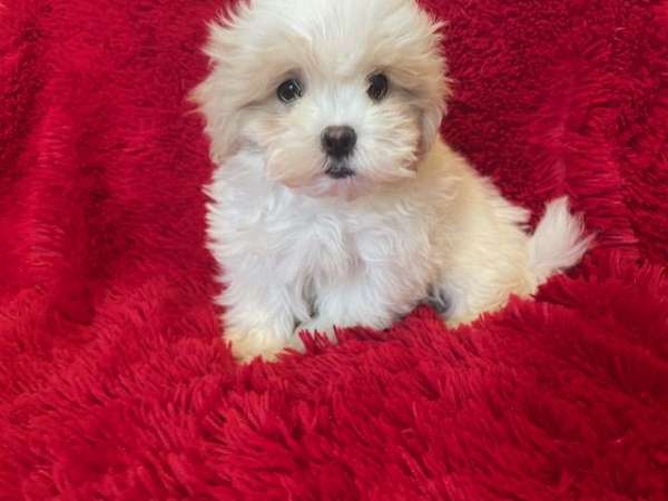 Maltese Shih Tzu Puppies